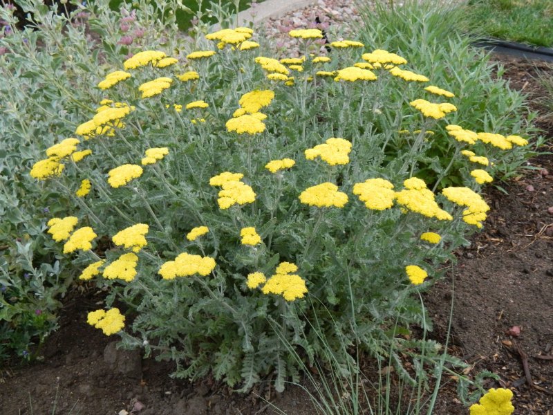 Тысячелистник Achillea moonshine