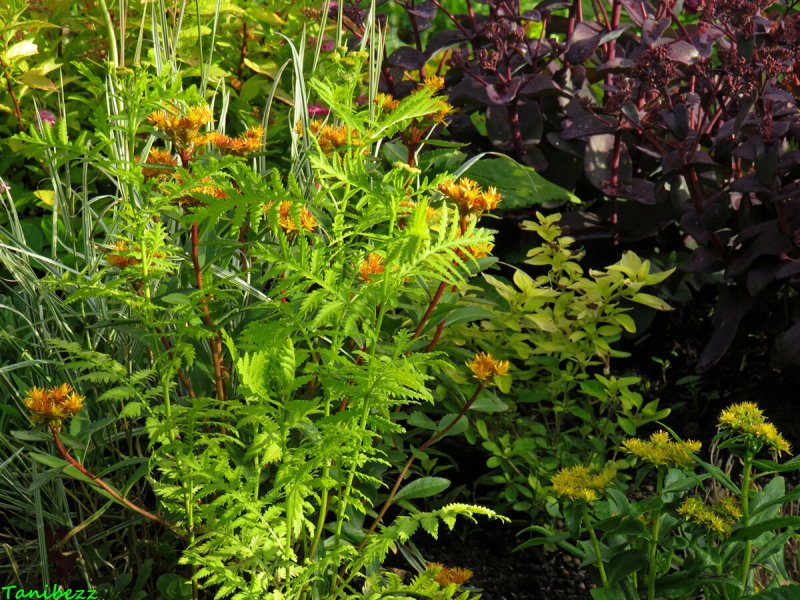 Tanacetum пижма