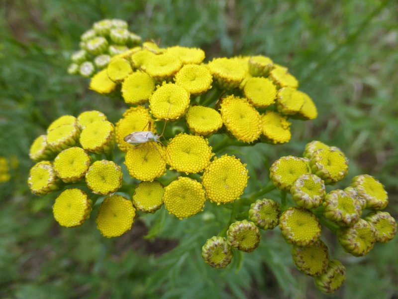 Пижма Хараджана (Tanacetum haradjanii).