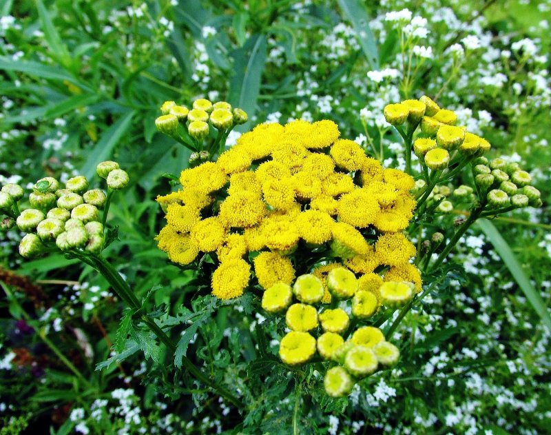Пижма Хараджана (Tanacetum haradjanii).