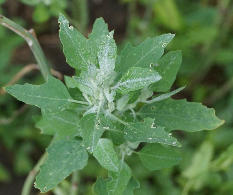 Марь белая (Chenopodium album)