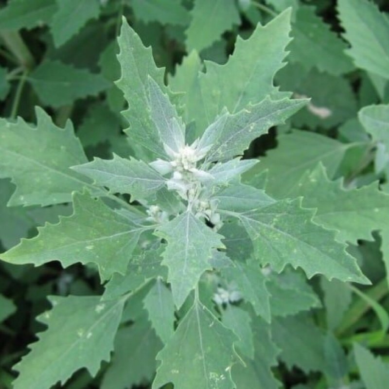 Марь белая (Chenopodium album)