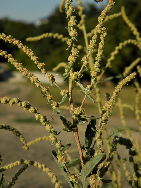 Лебеда (Atriplex)