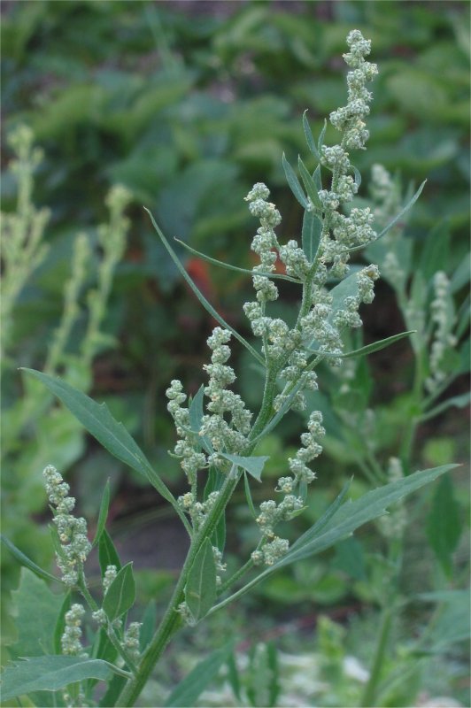 Марь белая (Chenopodium album)