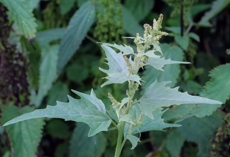 Лебеда (Atriplex)