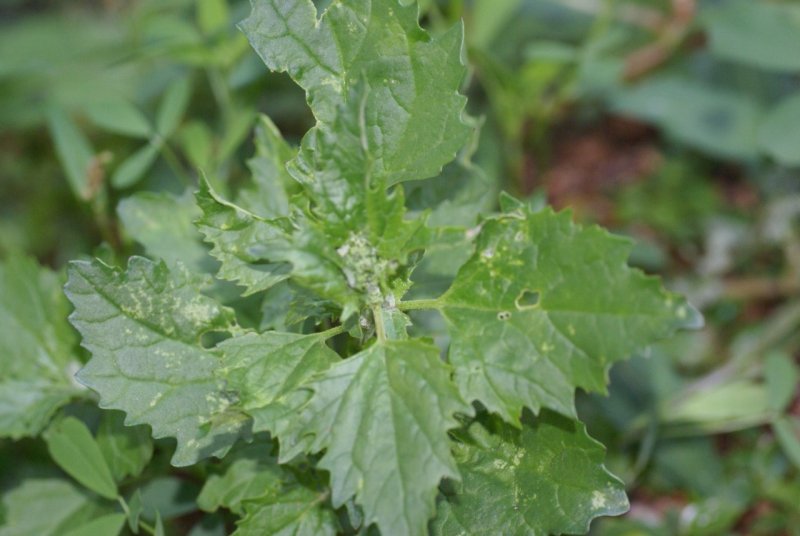 Марь (Chenopodium)