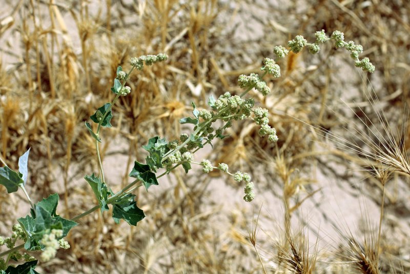 Atriplex Flabellum