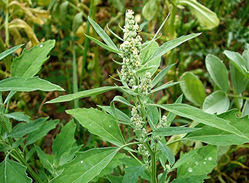 Марь белая (Chenopodium album)