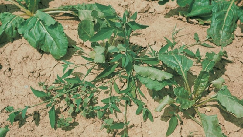 Лебеда раскидистая (Atriplex patula l.)