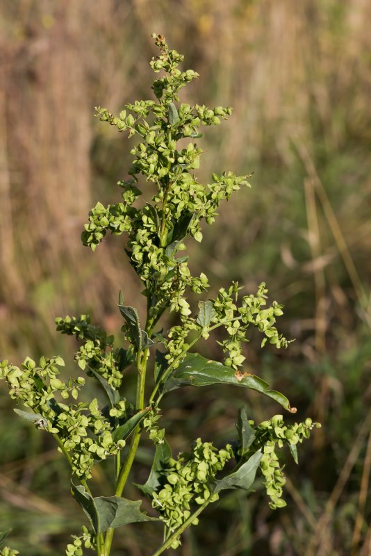 Atriplex sagittata