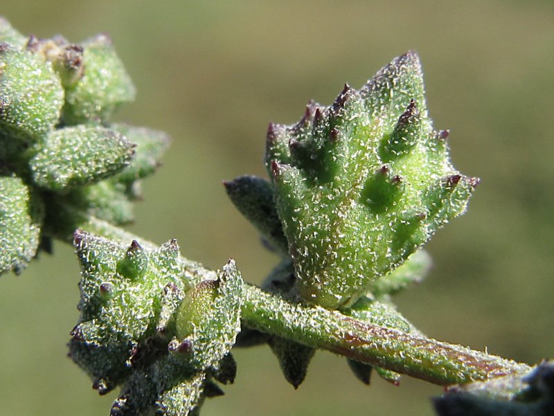 Atriplex patula