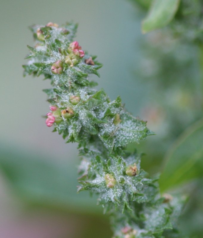Лебеда раскидистая (Atriplex patula l.)