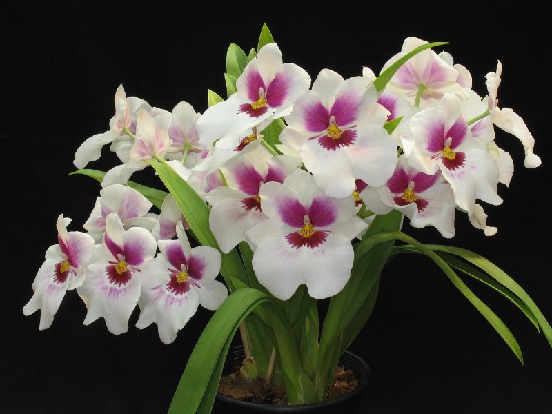 Miltoniopsis Орхидея