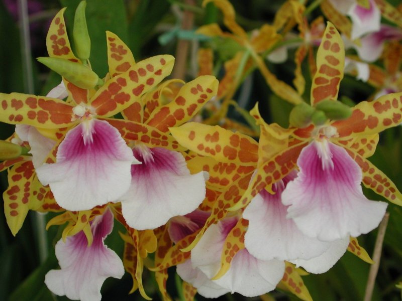 Орхидея Miltonia