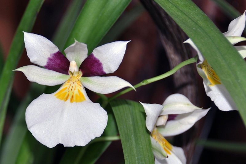 Miltoniopsis Twin Peaks