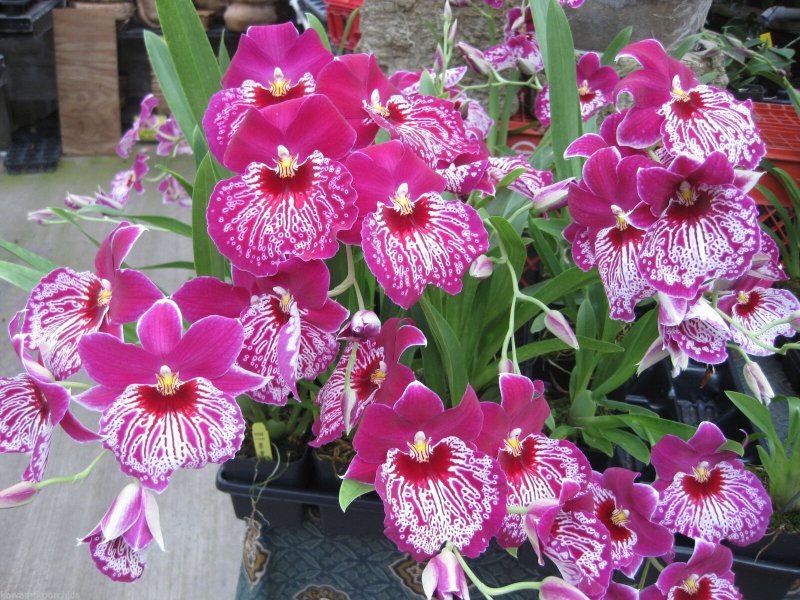 Мильтония (Miltonia)