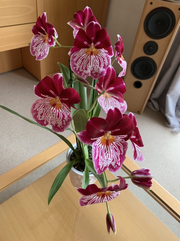 Miltoniopsis hemuset