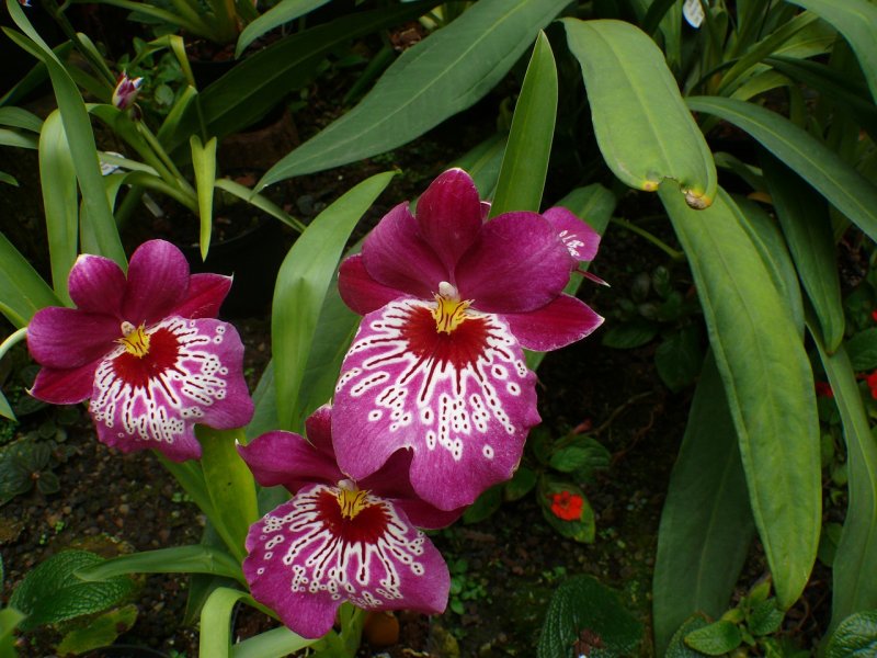 Miltoniopsis hemuset
