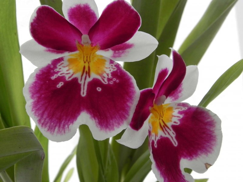 Мильтония (Miltonia)