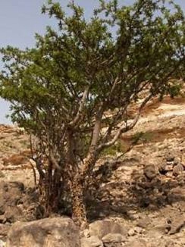 Мирра (Commiphora Myrrha
