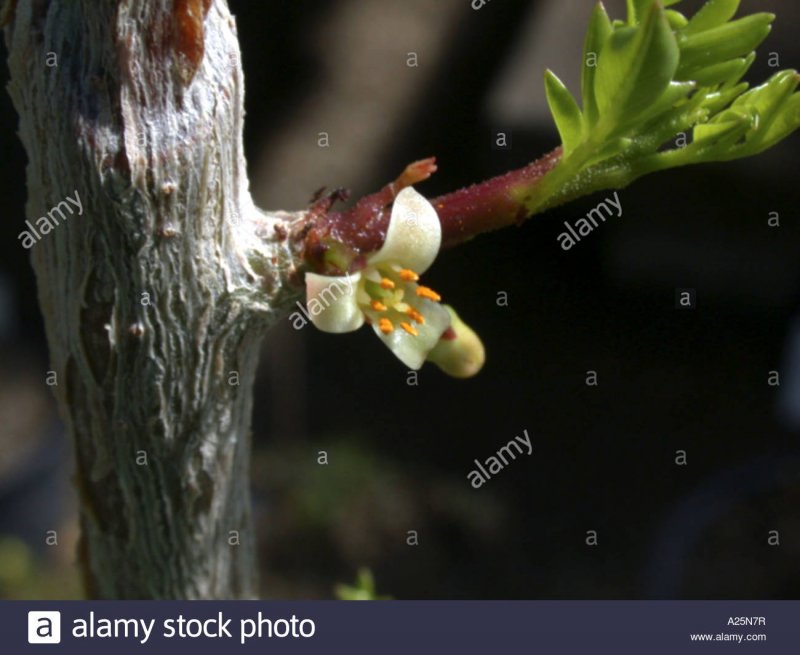 Мирра (Commiphora Myrrha