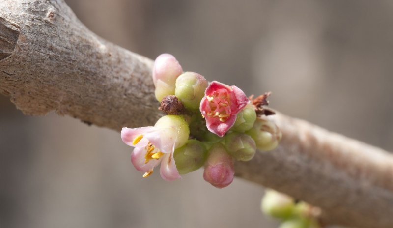 Commiphora Myrrha