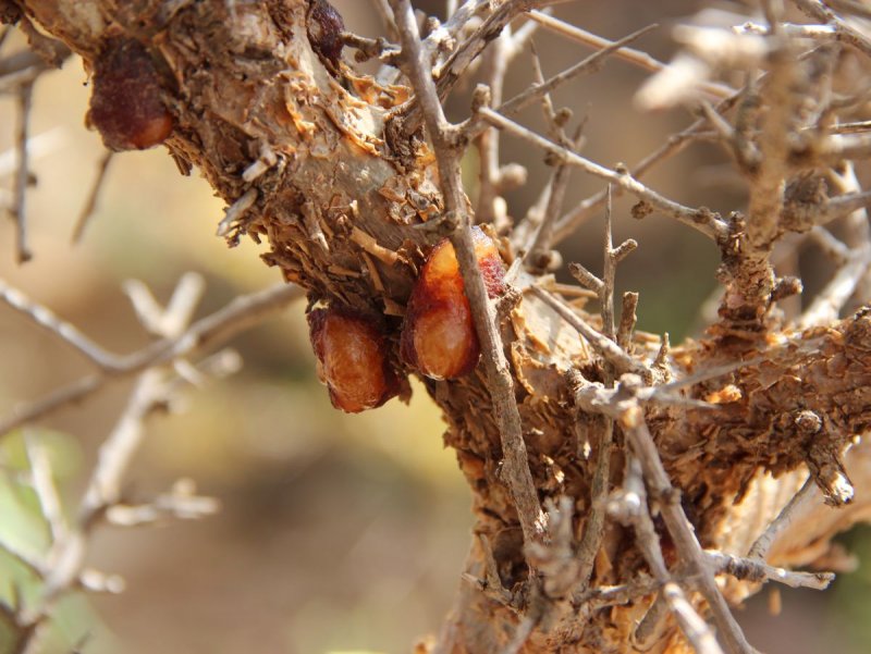Мирра (Commiphora Myrrha