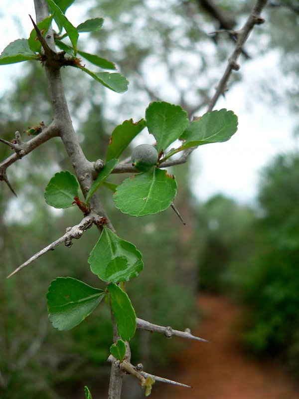 Commiphora Myrrha