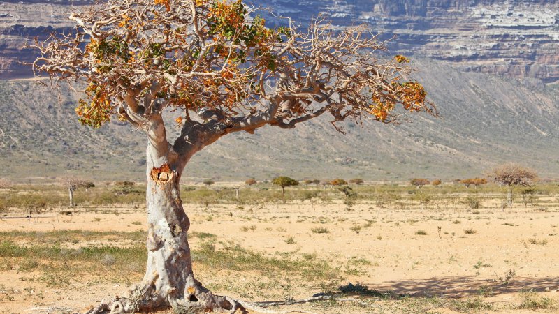 Мирра/бальзамовое дерево (Commiphora Myrrha)