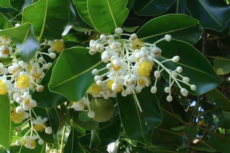 Calophyllum inophyllum