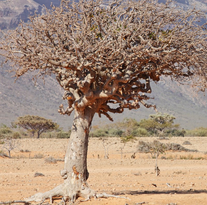 Мирра (Commiphora Myrrha