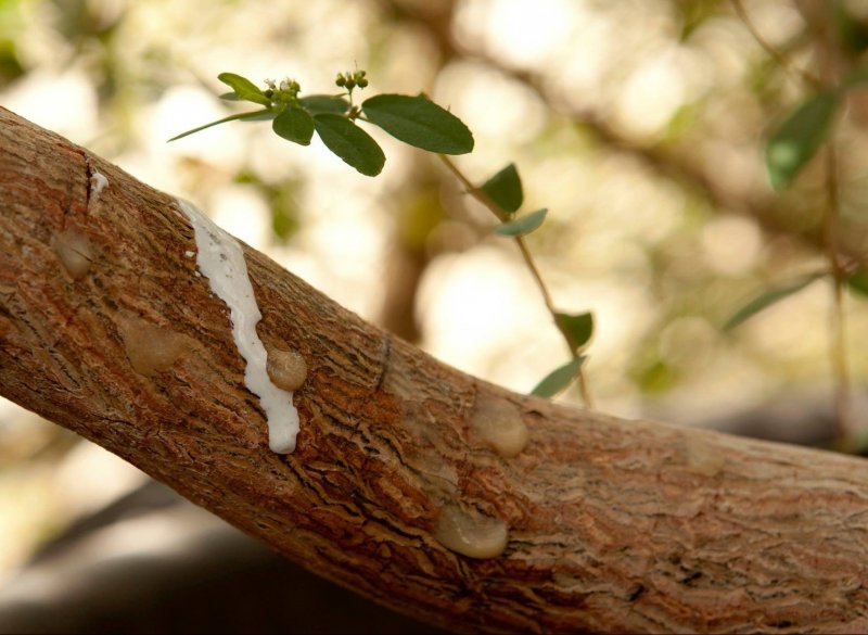 Commiphora gileadensis