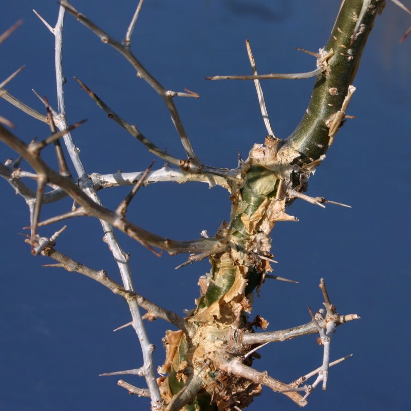 Myrrh Commiphora Myrrha