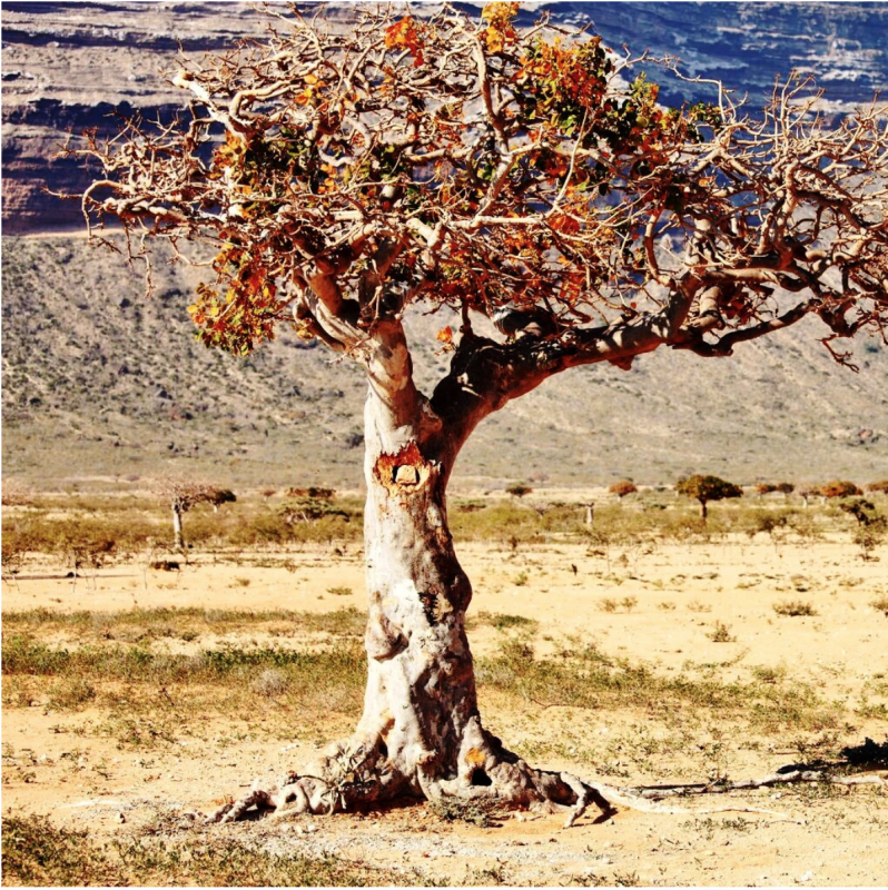 Мирра (Commiphora Myrrha