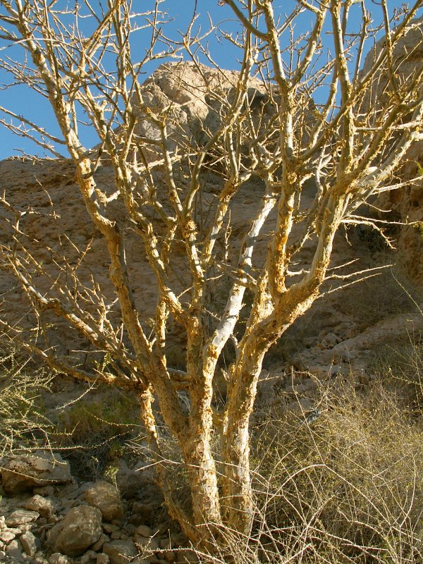 Дерево Commiphora Myrrha мирры