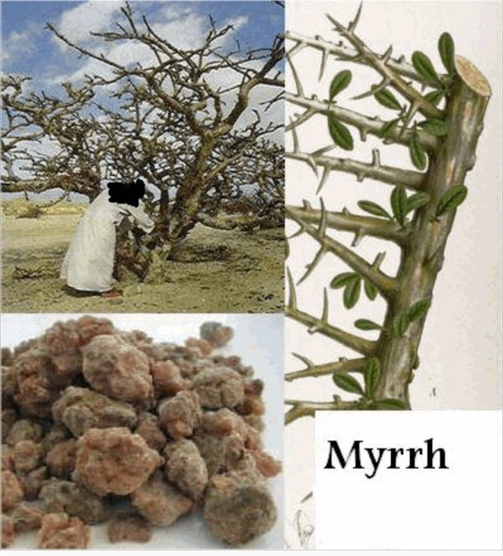 Мирра (Commiphora Myrrha