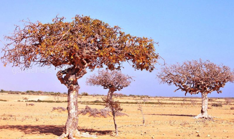 Commiphora Myrrha цветы
