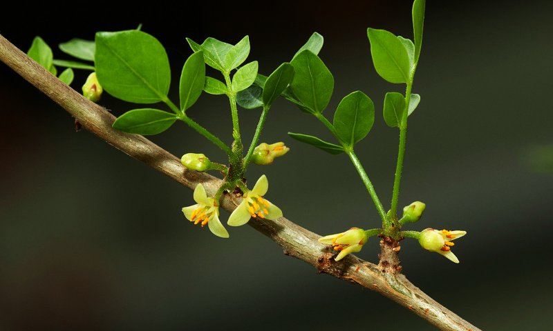 Commiphora Myrrha