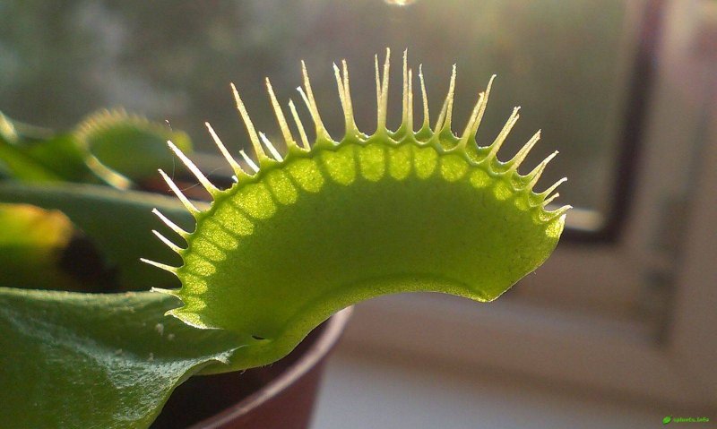 Непентес (Nepenthes)