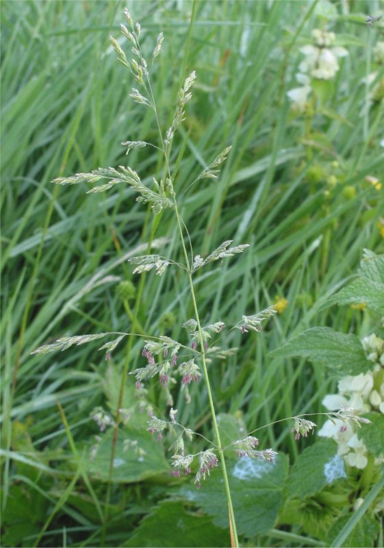 Agrostis capillaris l.