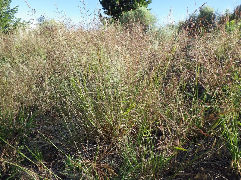 Agrostis stolonifera