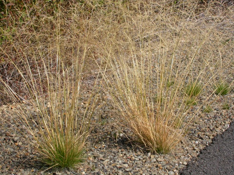 Полевица тонкая (agrostis tenuis)