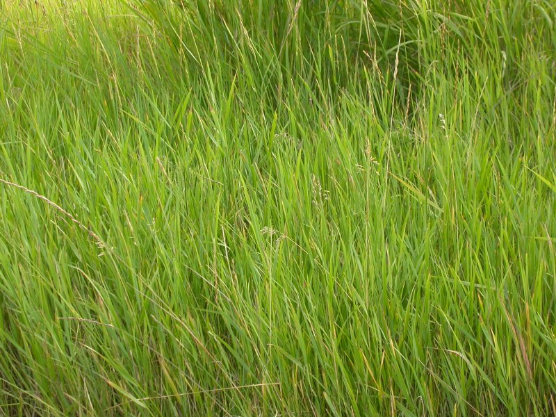 Полевица тонкая (agrostis tenuis)