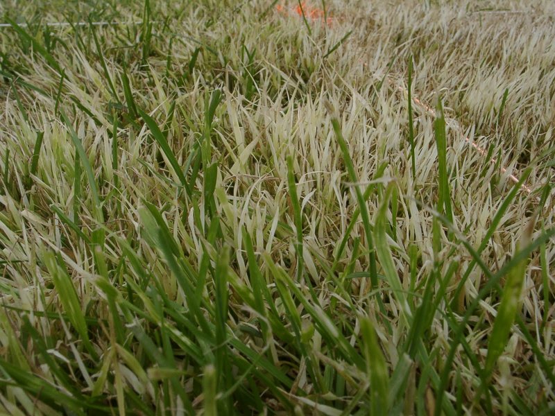 Agrostis Alba
