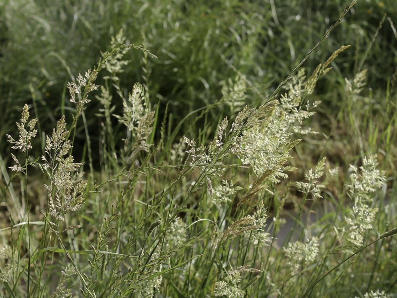 Полевица побегоносная (agrostis stolonifera)