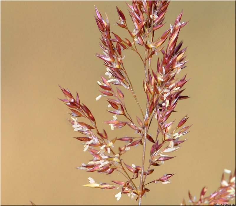 Agrostis rossae