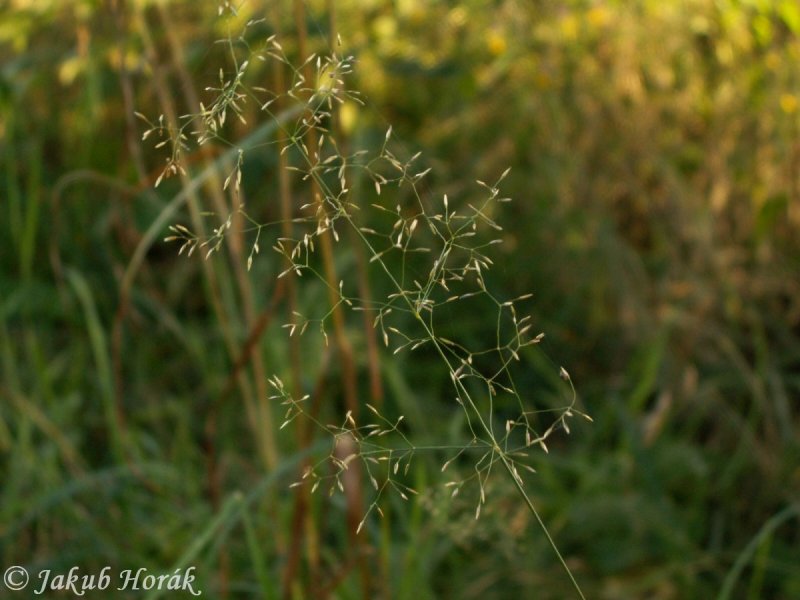 Agrostis capillaris l.