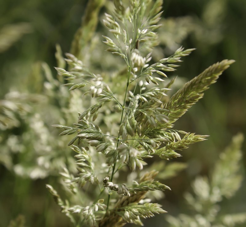 Agrostis stolonifera