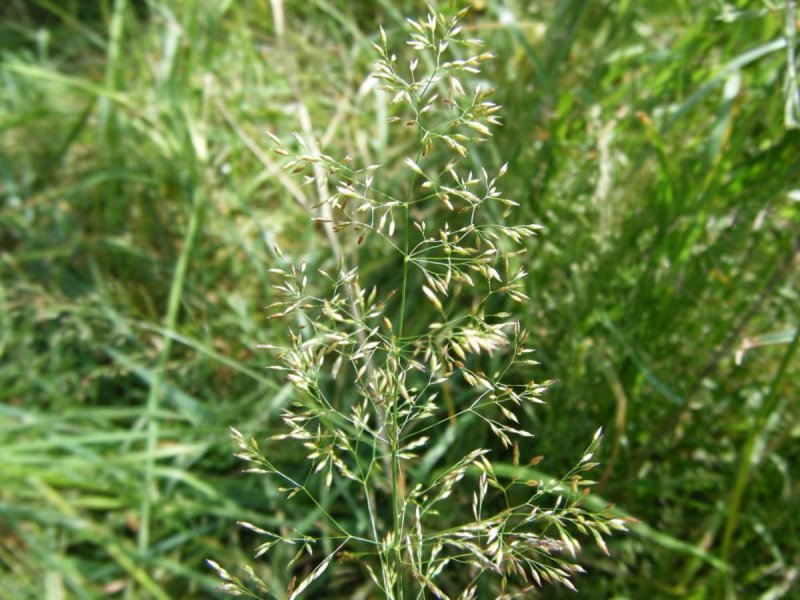 Полевица тонкая (agrostis capillaris)