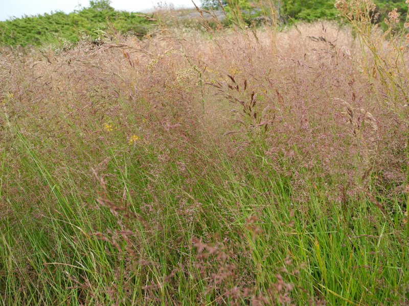 Полевица тонкая (agrostis capillaris)